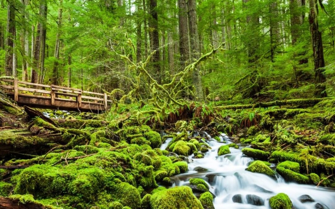 10 Scenic Hikes In Olympic National Park